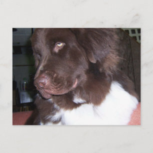 Newfy Briefkaart
