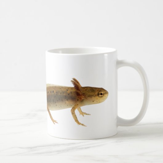Newt Larva Mok (Rechts)