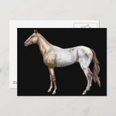 Nez Perce Horse Briefkaart (Voorkant / Achterkant)