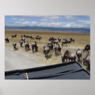 Ngorongoro Wildebeest Poster