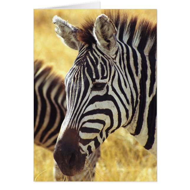 Ngorongoro Zebra (Devant)