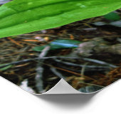 NH Roze Lady Slipper (Cypridedium Acaule) 16x20 Poster (Hoek)