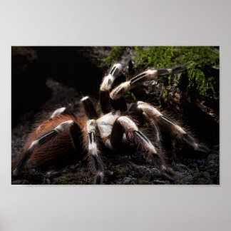 Nhandu Chromatus Braziliaans Rood & White Tarantul Poster