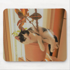 Nibbler vangt muismat