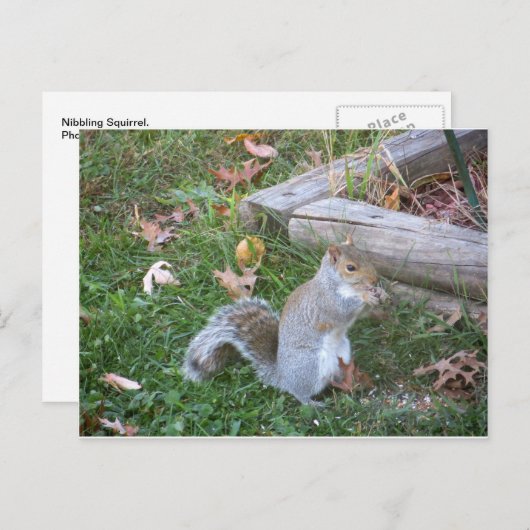 Nibbling Squirrel Briefkaart (Voorkant / Achterkant)
