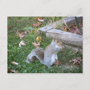 Nibbling Squirrel Briefkaart