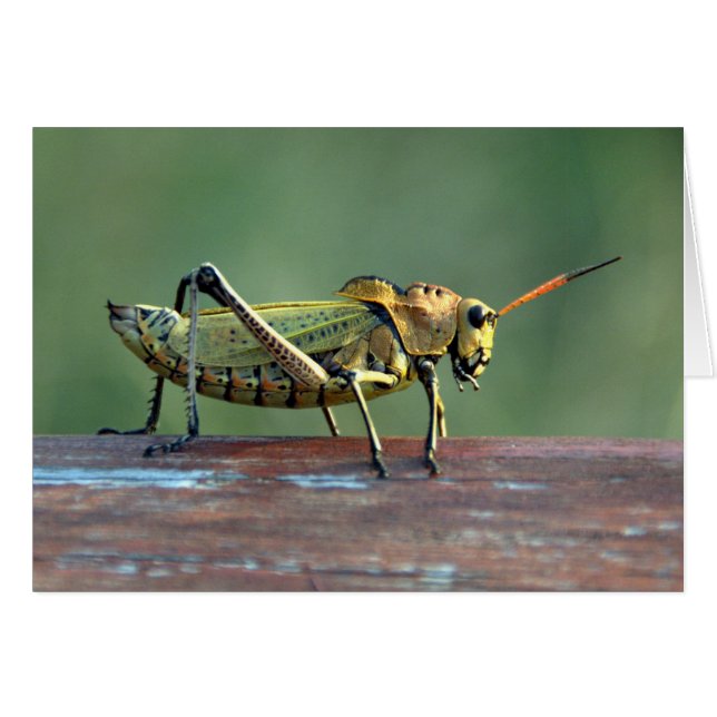 Nicaraguan Grasshopper Card (Voorkant Horizontaal)