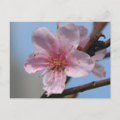 Nice Raspberry Bloom Briefkaart (Voorkant)