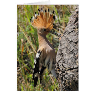 Nichage de l'alimentation en hoopoe