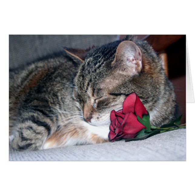 Nicky & A Rose (Devant horizontal)