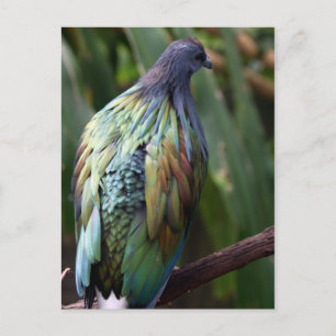 Nicobar Pigeon Bird Briefkaart