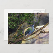 Nicobar Pigeon Briefkaart (Voorkant / Achterkant)