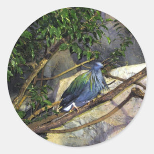 Nicobar Pigeon Ronde Sticker
