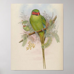 Nicobarparkiet door John Gould Print