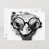 Nicolaus de struisvogel zwart-wit briefkaart (Voorkant / Achterkant)