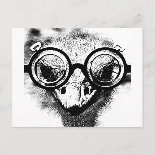 Nicolaus de struisvogel zwart-wit briefkaart (Voorkant)