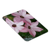 Nicotinia Star Flowers Magneet (Rechterzijde)