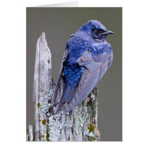 Nid de mâle martinet pourpré au-dessus du lac Samm