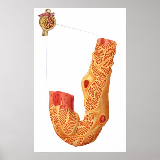 Nierbeschadiging en het filtratiemembraan poster (Voorkant)