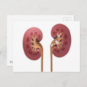 nieren briefkaart (Voorkant / Achterkant)