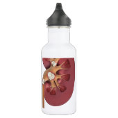 nieren waterfles (Rechts)