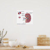 Nierstructuur met bloedtoevoer, gelabeld poster (Keuken)