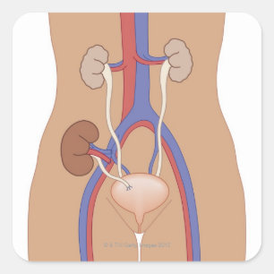Niertransplantatie Vierkante Sticker