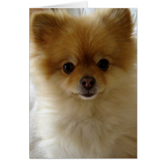 Niet alleen een puppy Love