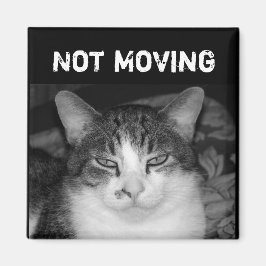 "Niet Bewegend" Crabby Cat Magnet Magneet
