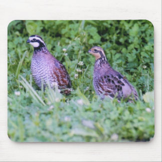 Niet-Bobwhite Quail Muismat