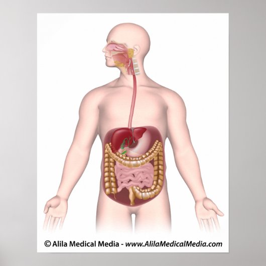 Niet-geëtiketteerd spijsverteringsstelsel poster (Voorkant)