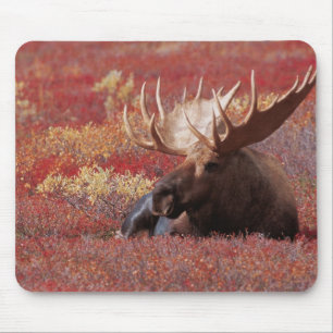 Niet van toepassing, VS, Alaska, Denali National P Muismat