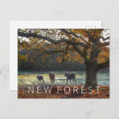 Nieuw bos briefkaart (Voorkant / Achterkant)