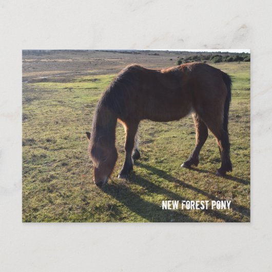 Nieuw bos Pony2 Briefkaart (Voorkant)
