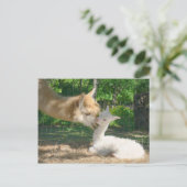 Nieuw Briefkaart Cria (Staand voorkant)