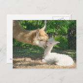 Nieuw Briefkaart Cria (Voorkant / Achterkant)