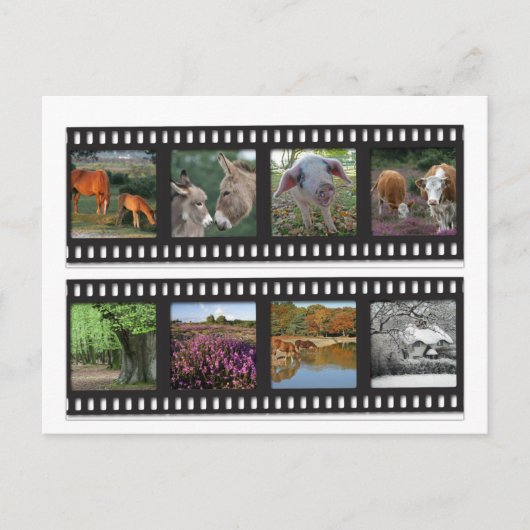 Nieuw briefkaart van de filmstrip van de Bosbouw (Voorkant)