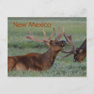 Nieuw briefkaart van Mexico