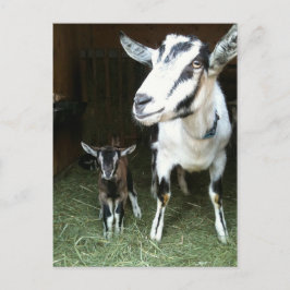 Nieuw Doelen met Mom Goat Briefkaart
