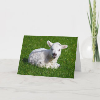 Nieuw - geboren leuk lam op groen gras kaart