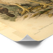 Nieuw-Guinea Harpy Eagle Bird  Print (Hoek)