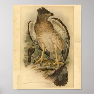 Nieuw-Guinea Harpy Eagle Bird  Print