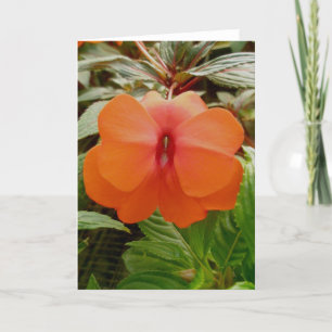 Nieuw-Guinea Impatiens Oranje Note Kaart