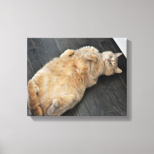 Nieuw Kat, kat op haar rug, Tabby Canvas Afdruk