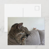 Nieuw katje Ansichtkaart Briefkaart (Voorkant / Achterkant)