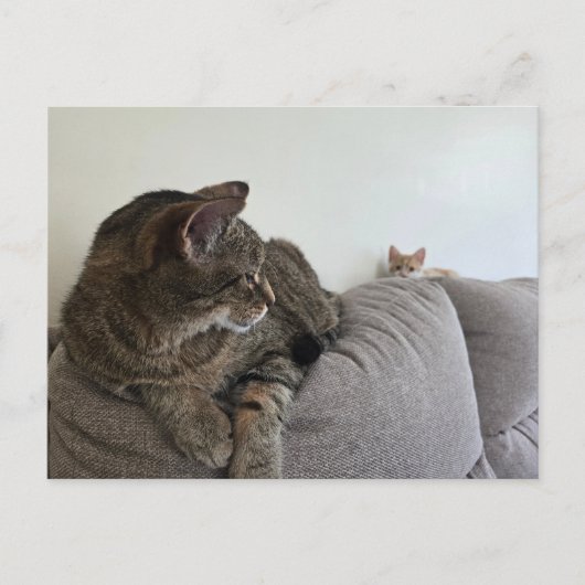 Nieuw katje Ansichtkaart Briefkaart (Voorkant)