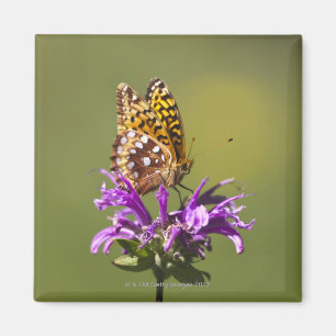 nieuw - mexico , verenigde staten van amerika magneet