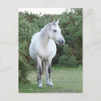 nieuw pony briefkaart