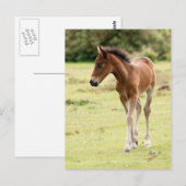 Nieuw Pony Briefkaart (Voorkant / Achterkant)