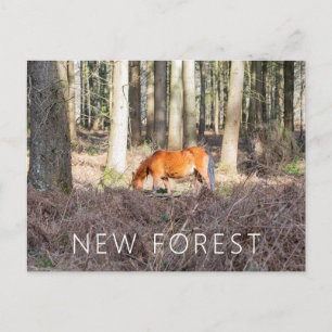 Nieuw Pony Briefkaart
